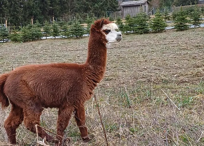 Tatil Evi Fennies Huette Medebach